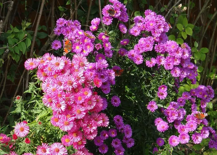 Altenbrak Haus Wilde Apartmán
