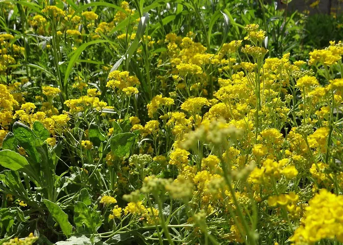 Altenbrak Haus Wilde *